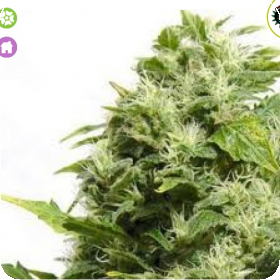 Super Sativa Auto Feminised Seeds Super Sativa Auto Feminised Seeds